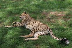 cheetah-at-nanyuki-orphanage