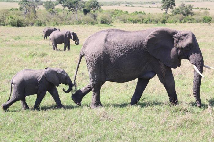 elephants-masai-mara