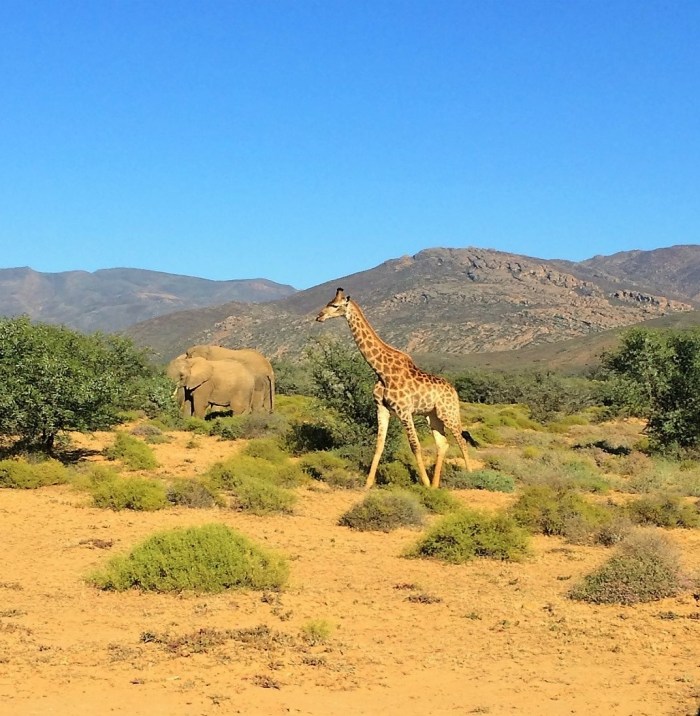 giraffee-and-elephants