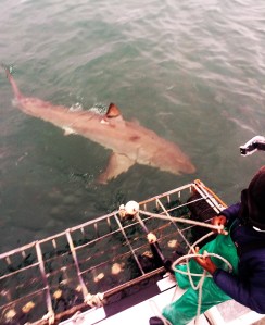 greatwhiteshark