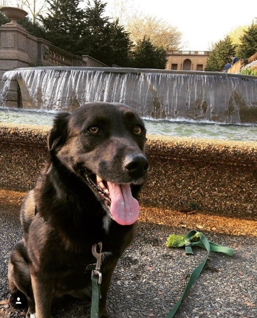 Meridian Hill DogsDC
