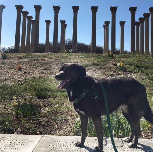 National Arboretum DogsDC