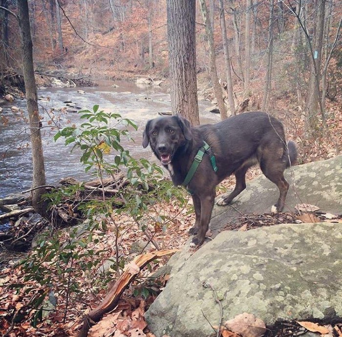 rock creek dogsDC