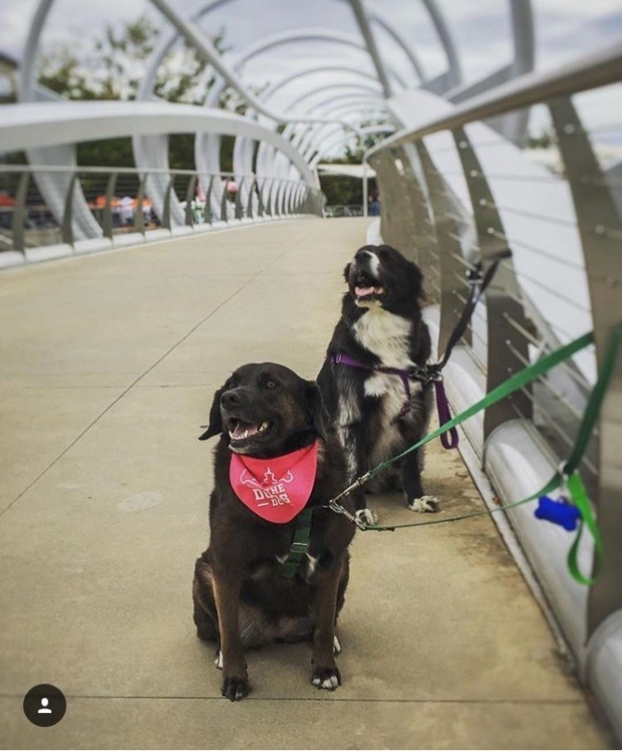 YardsPark DogsDC
