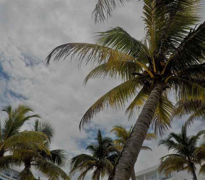 Palm Tree in Montego Bay