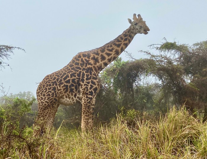 Giraffe at the top of the Crater